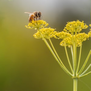 علاقة نحل العسل ونباتات الشمر نموذج للتكافل الإيجابي في النظام البيئي